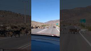 Así es la hora peak en el interior de la Provincia del Limarí, Región de Coquimbo