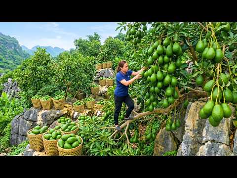 ¡Récord Absoluto! Cosechando Más De 10000 Aguacates Gigantes Y Llevándolos Al Mercado Para Venderlos