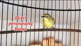 Suara Call pleci jantan untuk memancing bunyi
