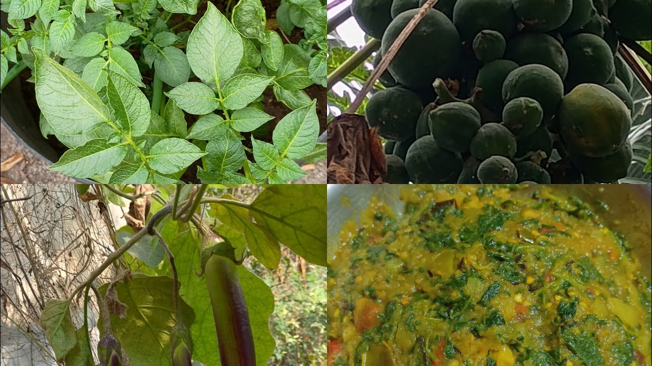 ছাদ বাগান থেকে তুলে আনা আলু সাক বেগুন, পেঁপে দিয়ে একটি রেসিপি || Bengalifood