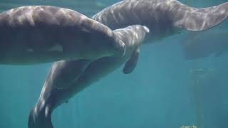 1080 5 Amazing Facts About Manatees! 2024 10 18