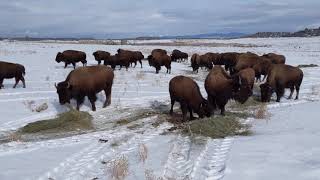Buffalo run to feed in first snow of the year
