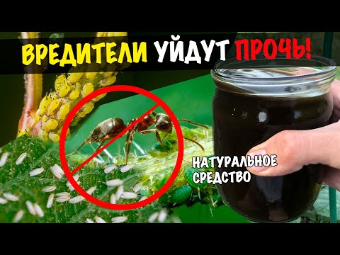 Видео: Соковые жуки на растениях - Как уменьшить ущерб, наносимый соковыми жуками