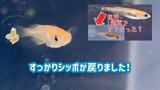 [メダカ　稚魚]もう少し大きくなったら？？