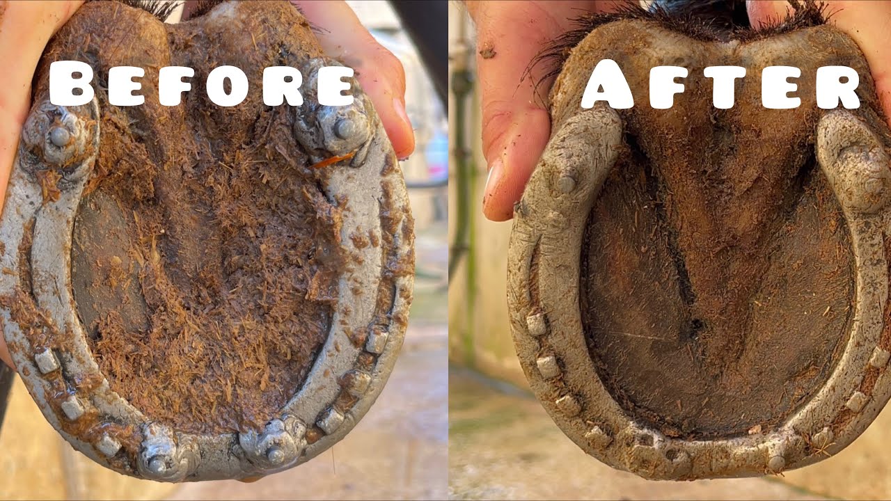 Horse Hoof Daily Cleaning!!/Horse Care! YouTube