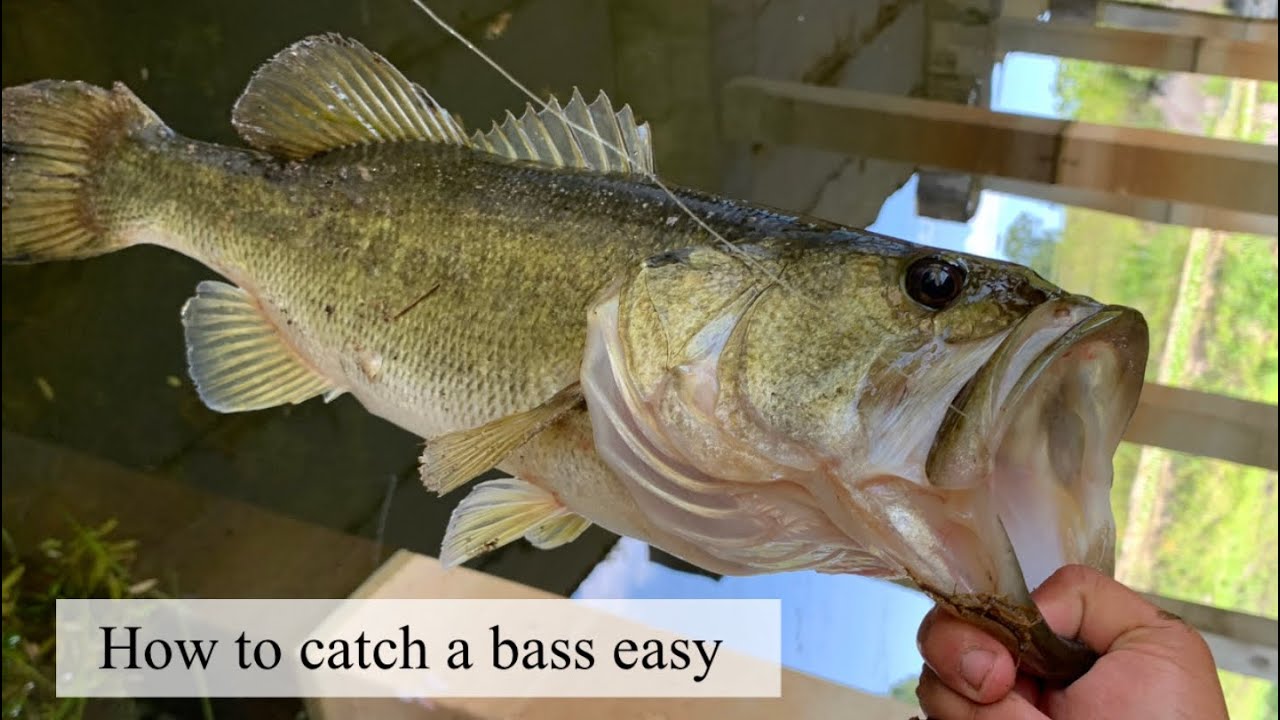 How to catch a Largemouth Bass YouTube