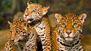 HOW VULNERABLE JAGUAR CUBS SURVIVE FATAL DANGERS OF THE AMAZON