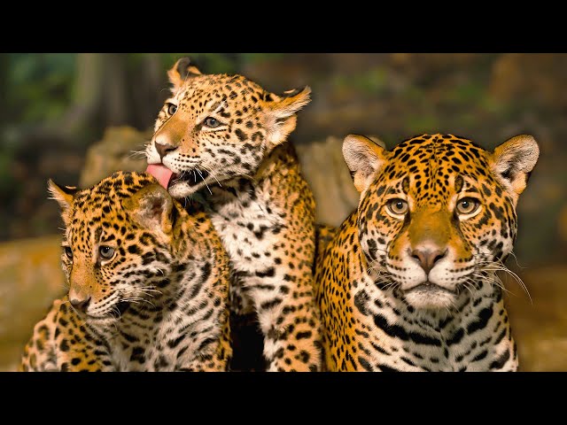 How Vulnerable Jaguar Cubs Survive Fatal Dangers Of The Amazon | EXTREME ANIMAL BABIES | Real Wild