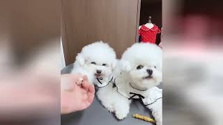 Information Adorable Dogs Will Make Your Day Brighter And Fill You With Joy Update