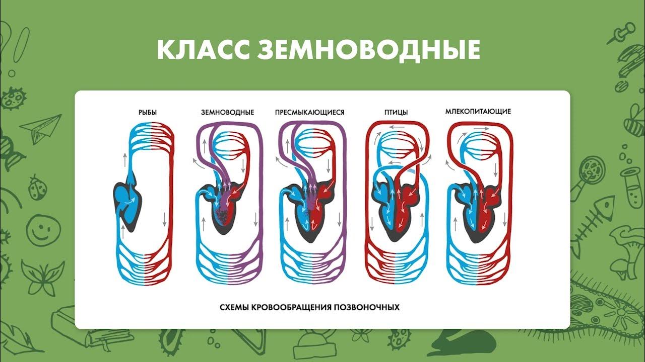 Тест кровообращение у животных 8 класс. Кровеносная система 8 класс биология. ламантины круг кровообращения.