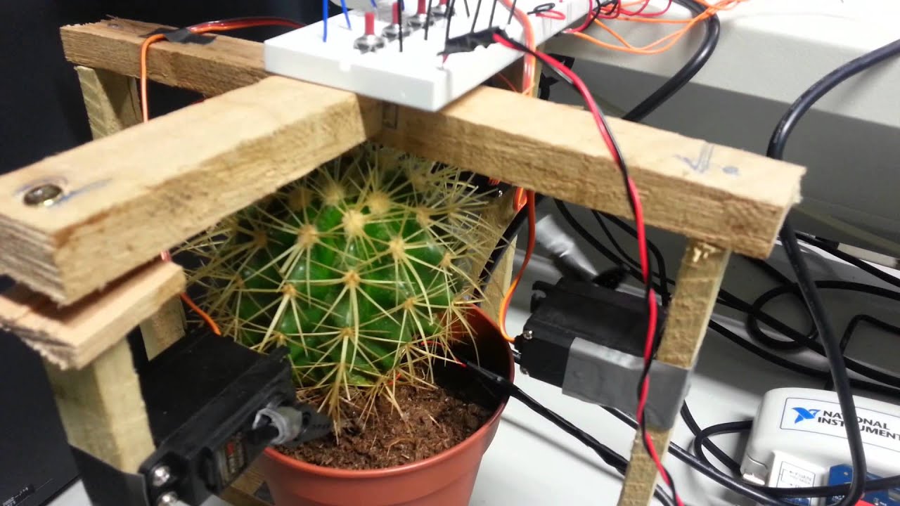 Electronic Amplified Cactus