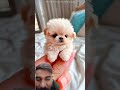 #pets #funny #cutedog #puppy #viralvideos #trending #facts #education #duet #goldenretreivers #trend