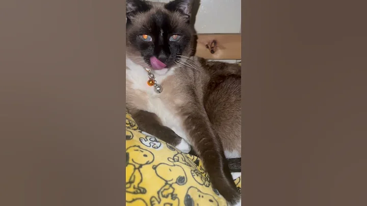 Video 2290791: siamese cat bathing