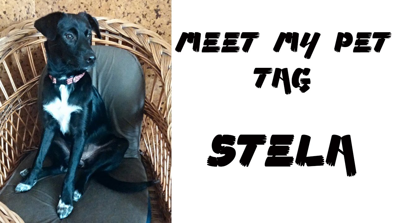 TAG: Meet my pet ili Upoznaj mog kućnog ljubimca! Stela