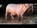 Mian Cattle Farm Desi Bull 2012