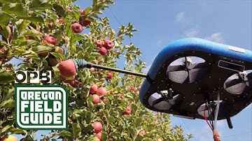 The robots are coming — to pick Pacific Northwest apples | Oregon Field Guide