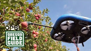 The robots are coming — to pick Pacific Northwest apples | Oregon Field Guide
