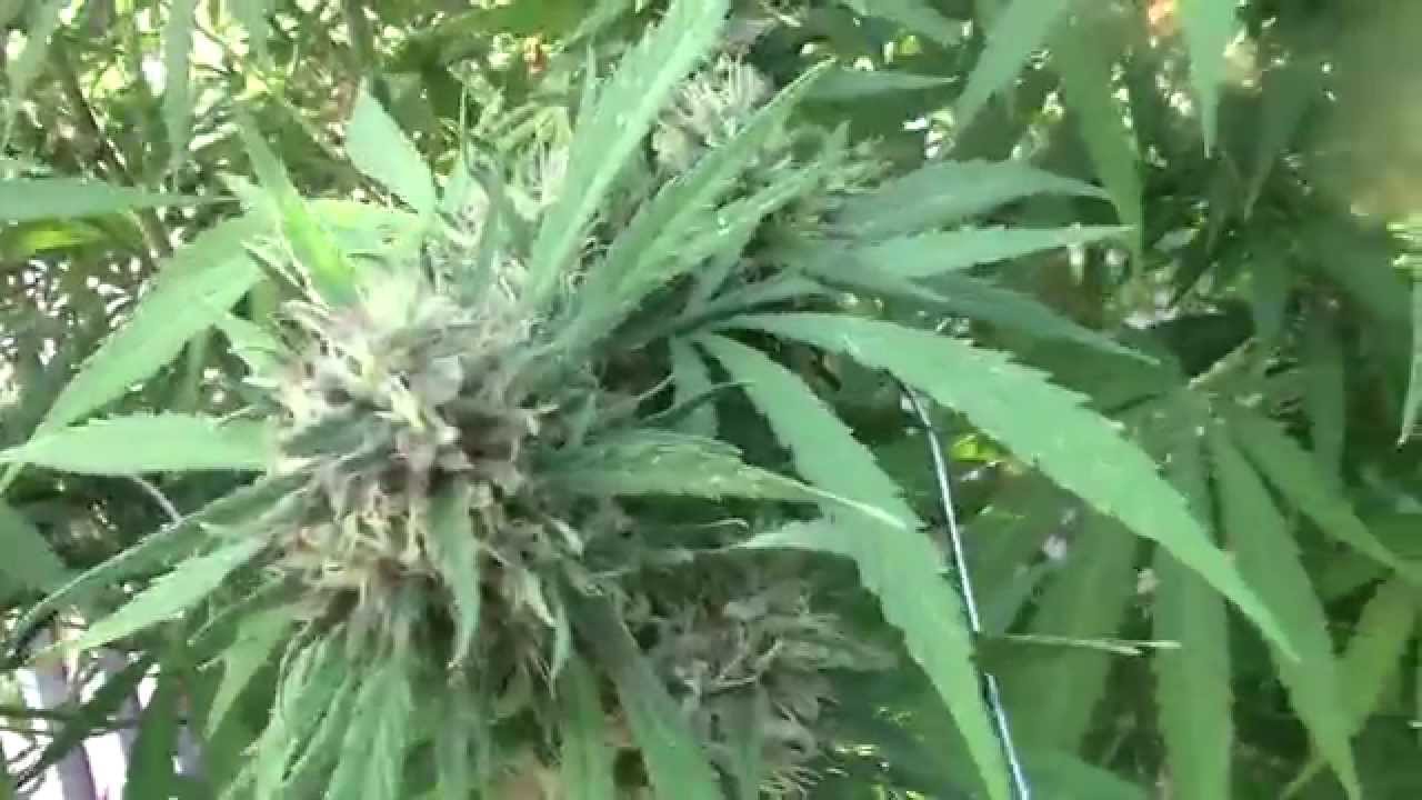 Meatholes Sativa