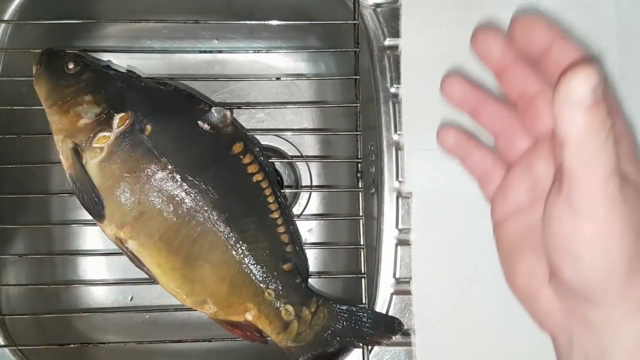 co zrobić żeby karp nie śmierdział mułem sposób idealny