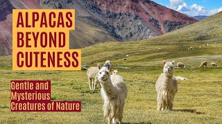Alpacas From The Andes To The World