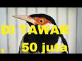 Legenda juara jalak suren gacor full isian pernah di tawar 50 juta