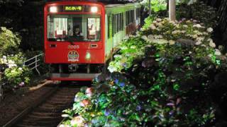 夜に浮かぶ紫陽花　箱根登山鉄道