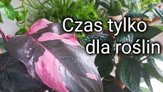 Czas dla roślin | Sprzątam, oglądam, dosadzam :)