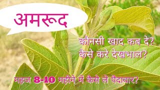 अमरूद की पूरी देखभाल। How to Grow and Care Guava Plant In Hindi