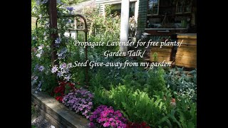 Propagate Lavender from cuttings/ garden walk/ Hopalong Hollow Seeds (ALL GONE!)