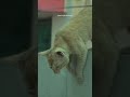 Viral cat cute pets