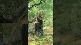 ആന കടട കലപപപലണ Guruvayur Indrasen Musth Elephant