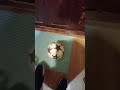 мой мячик