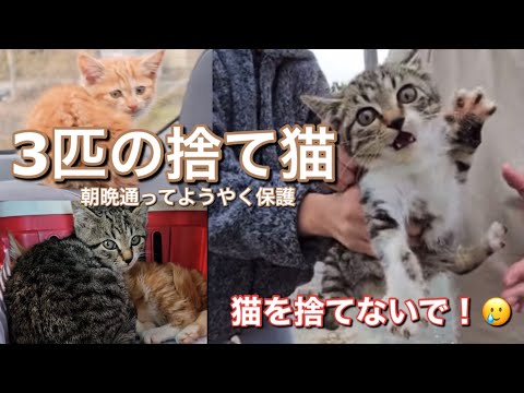 捨て猫保護♯もう1匹も保護出来た😹捨て猫救助♯Abandoned cat rescue, stray cats