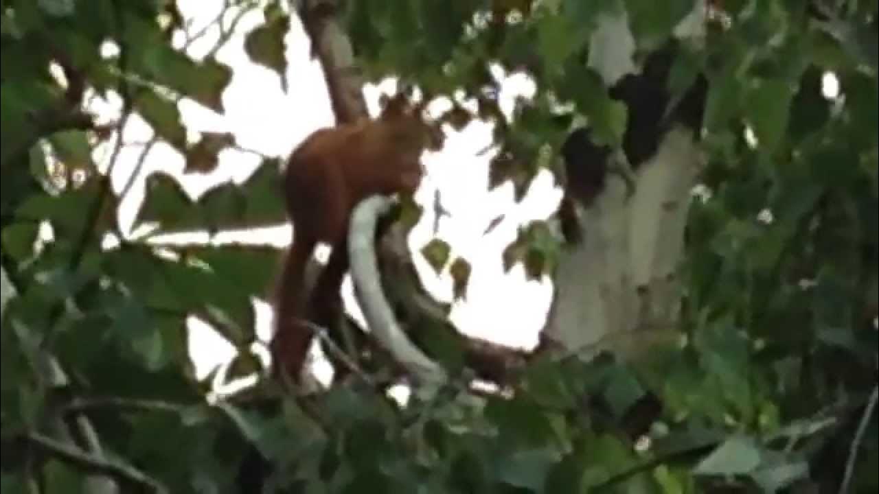 32X Zoom on my iPhone 5 (use app Binoculars 32X Digital Zoom Camera