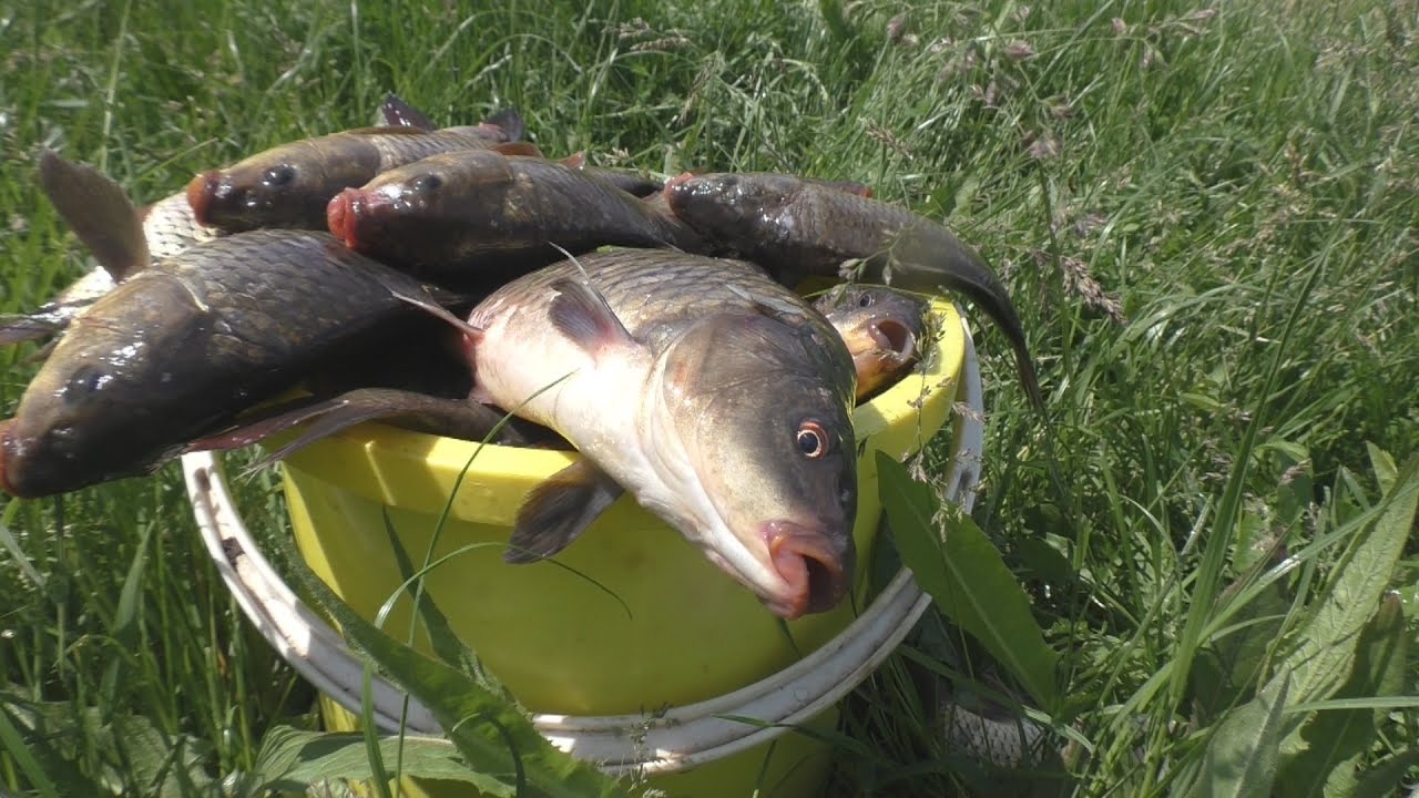 Зачетная летняя рыбалка. Ловля на поплавок и пружиныMy fishing