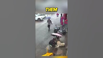 Unexpected Dog Encounter 🐶🙀 | Must-Watch!