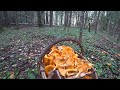 Ушла одна в лес и набрала много грибов.