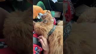 Car ride back home #dog #puppy #cute