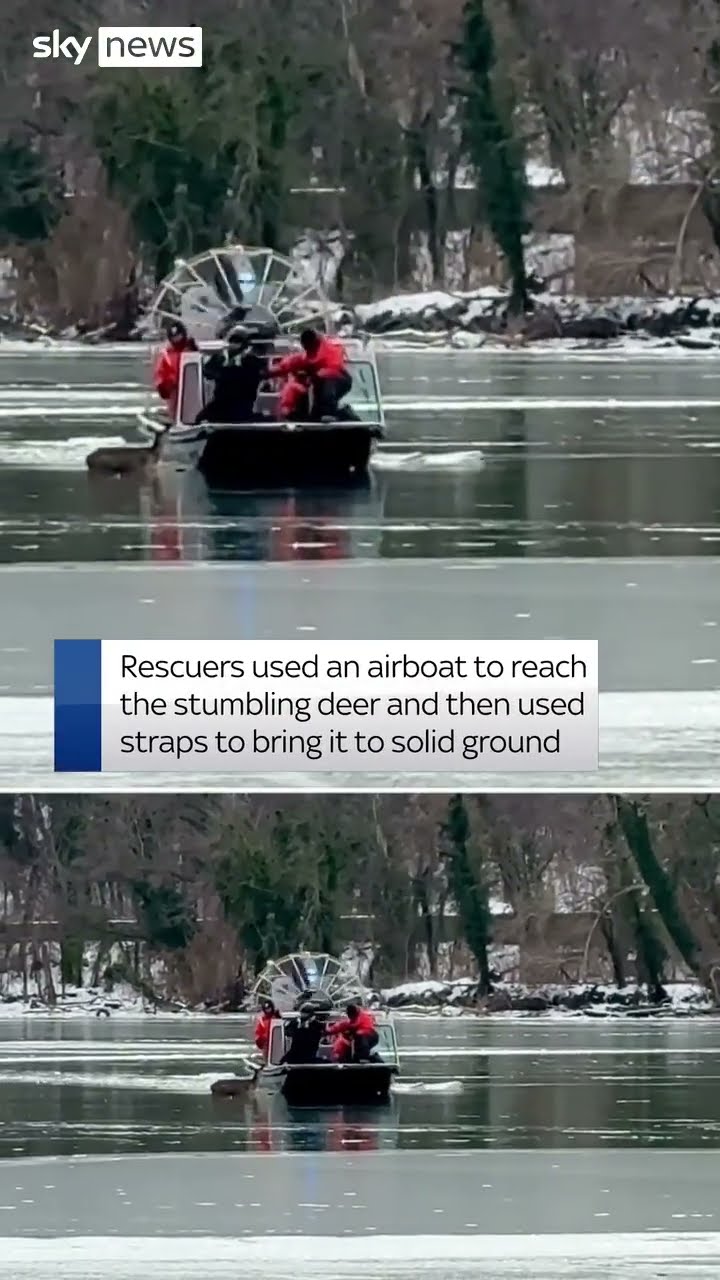 Deer rescued after getting stuck on ice