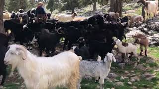 Bi̇r Yörük Geleneği̇ \