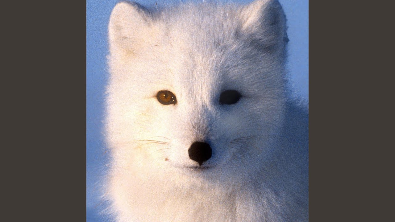 Watch White Fox on YouTube Watch White Fox on YouTube