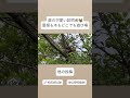 【癒し動画】かわいすぎる！庭の木と屋根を行き来するリスの日常