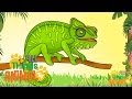 Chameleon | Fun Animal Videos for Kids 🦎