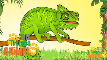 * CHAMELEON * | Animals For Kids | All Things Animal TV