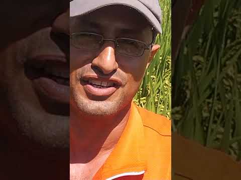الصنف الخارق من محصول الأرز يعطيك 6طن للفدان صنف يتحمل الظروف البيئية المختلفه ومتاقلم سوبر 301