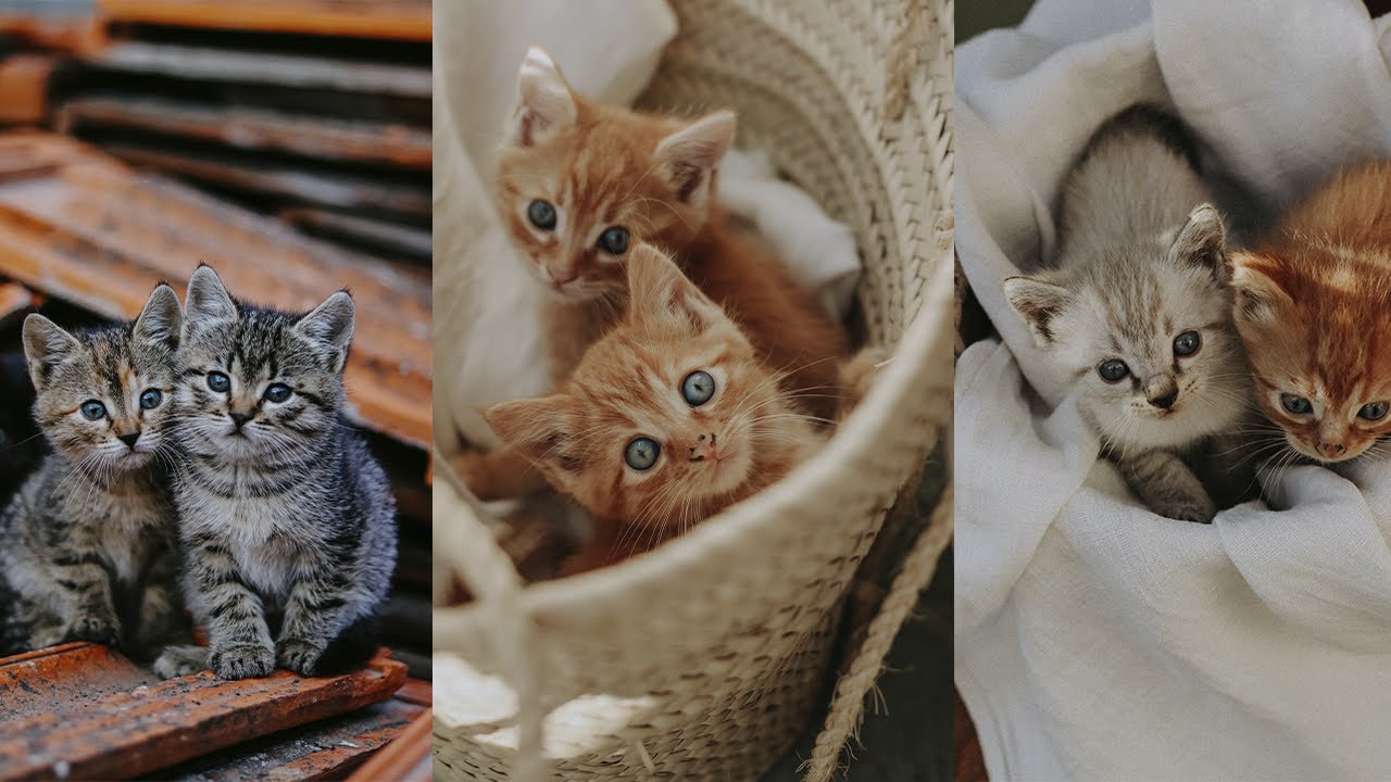 Kittens are meowing youtube