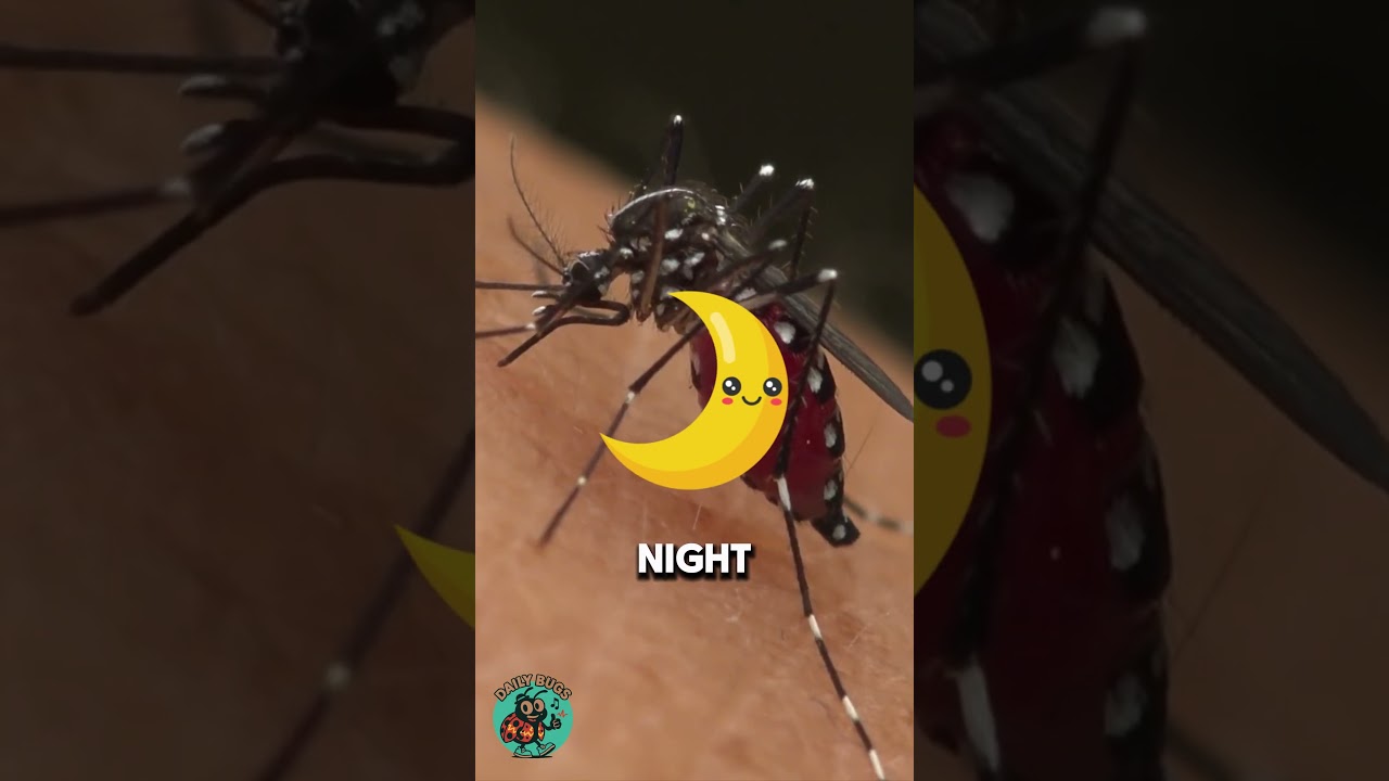 Bug Facts Of The Day Episode 1 - The Tiger Mosquito