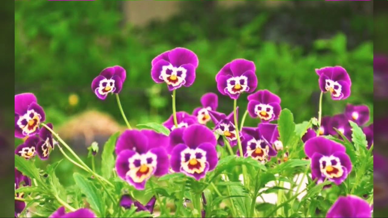 Village Flowers YouTube
