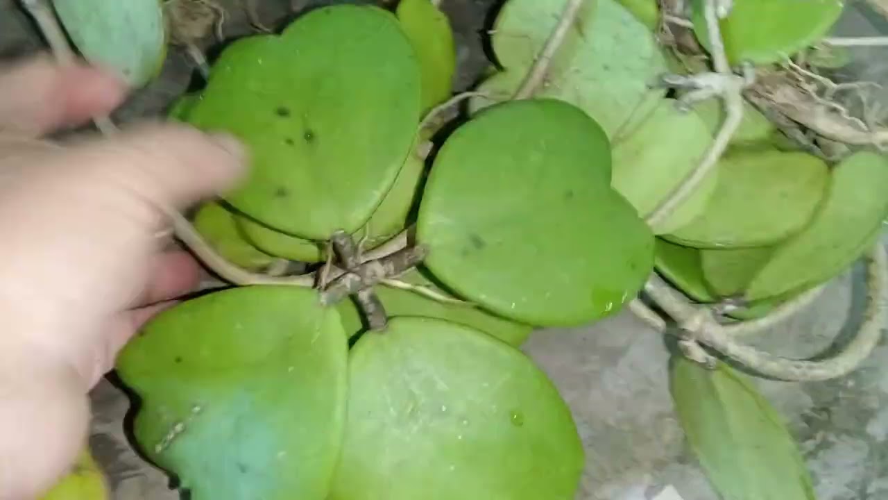 lan rừng bình thuận van đức ngày 4/3/26/LH 0362320154 bao ship toàn quốc đủ loại mặt hàng 