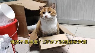 猫咪都是纸箱控黄黄2岁多了还跟妹妹争宠抢小奶猫的纸箱玩